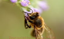 一秒发1000条手机号的软件